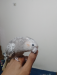 Flying tame cockatiel